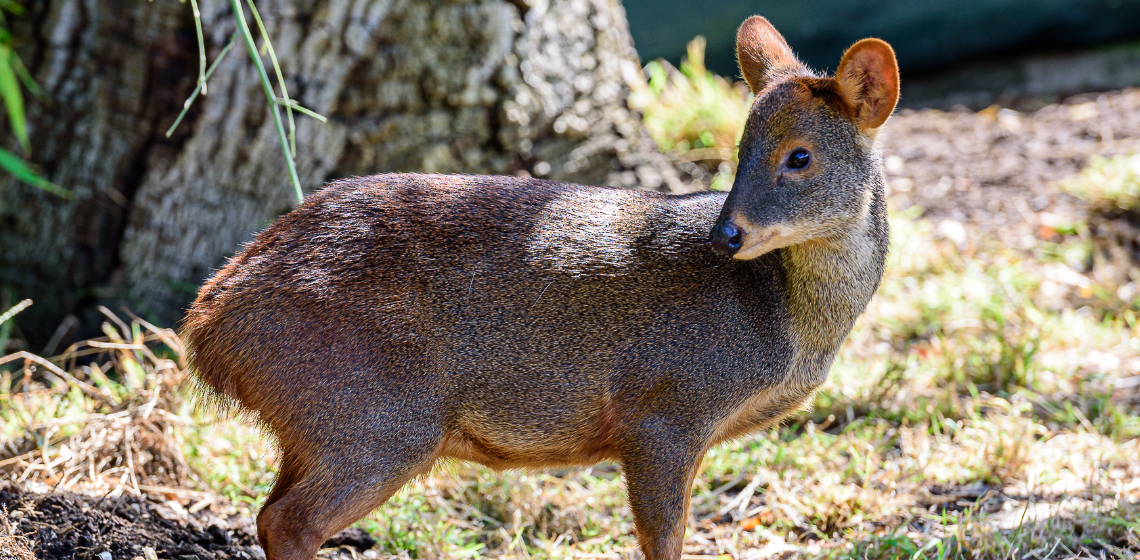 Baby Pudu Deer